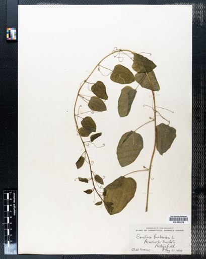 Smilax herbacea
