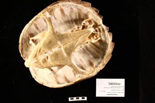 Chelydra serpentina