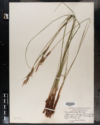 Carex stricta