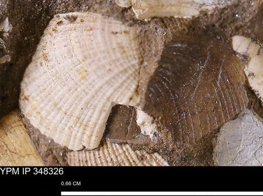 undet. Bivalvia
