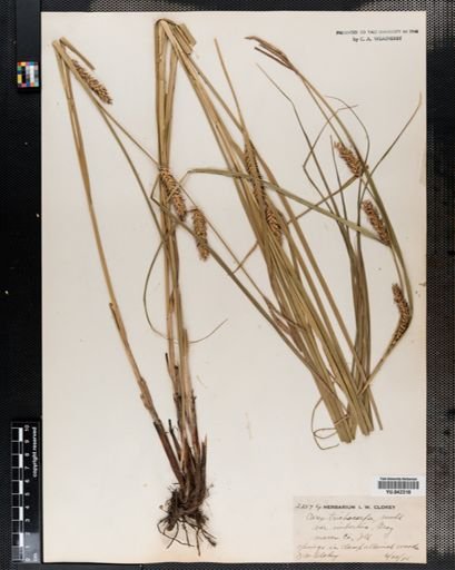 Carex trichocarpa