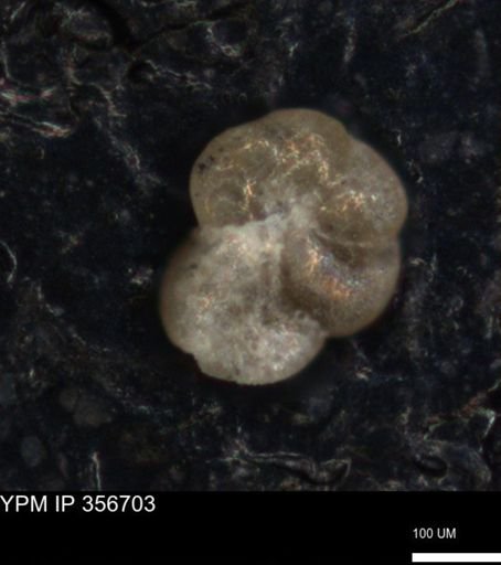 undet. Foraminiferida