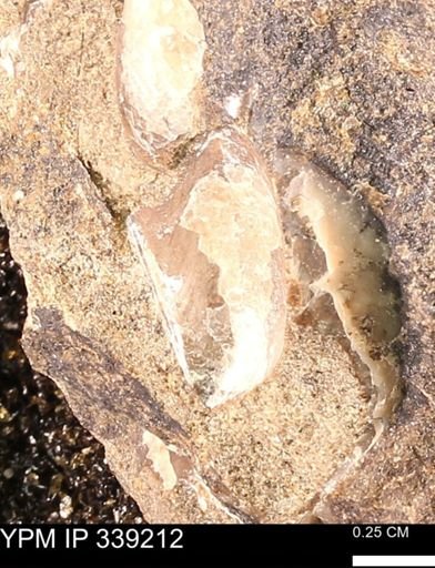 Phelopteria linguaeformis