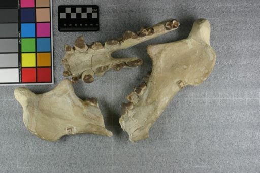 Elotherium clavum