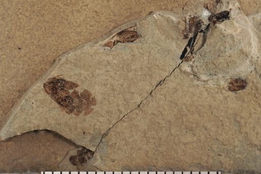 Flatidae?