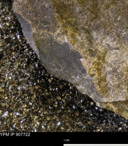 undet. Mollusca