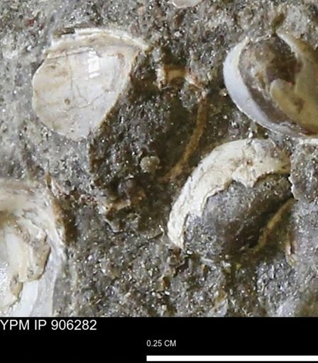 Corbulamella gregaria