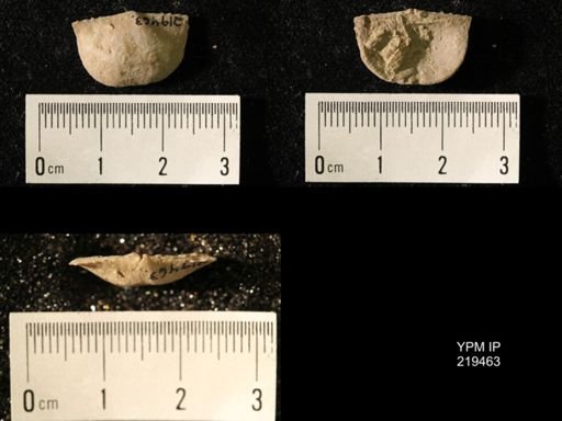 Chonetes granulifer