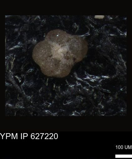 undet. Foraminiferida