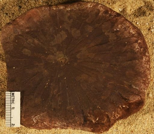 Annularia inflata