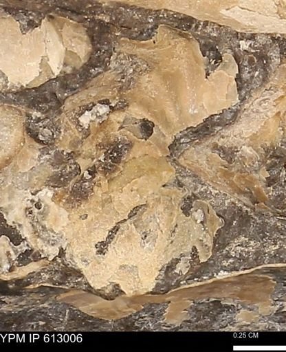 Scaphites sp.