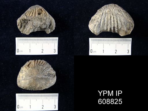 undet. Rhynchonellida