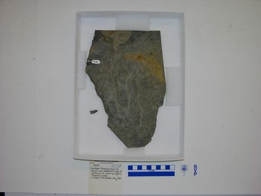 Grallator sp.
