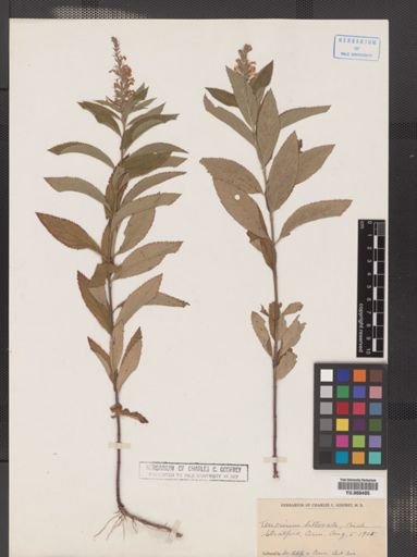 Teucrium canadense