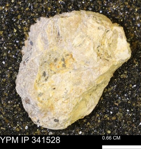 Scaphites sp.