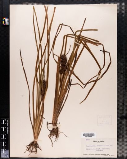 Sparganium angustifolium