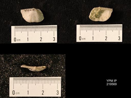 Chonetes granulifer