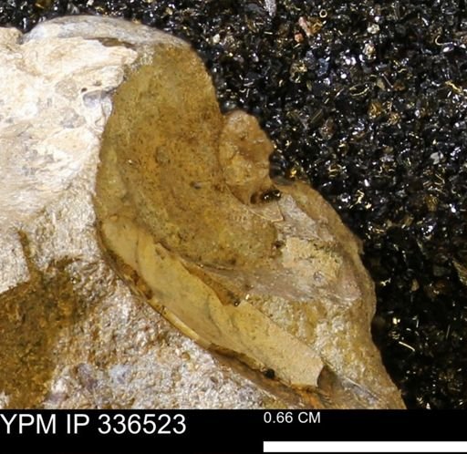 undet. Mollusca