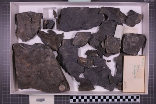 mixed taxa, stratigraphic collection