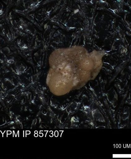 undet. Foraminiferida