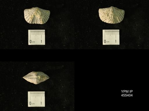 Platystrophia clarksvillensis
