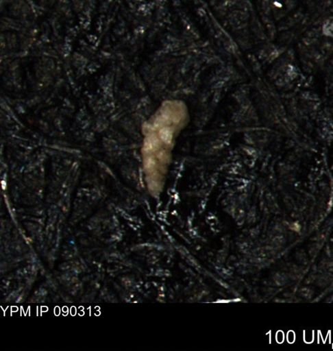 Verneuilina canadensis
