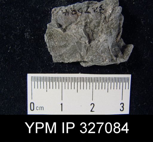 Derbya sp.