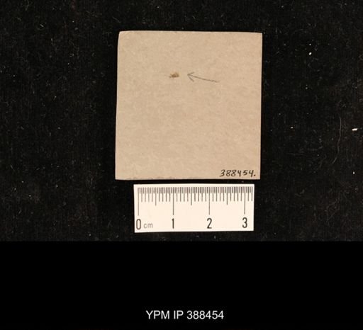 undet. Coleoptera