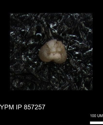 undet. Foraminiferida