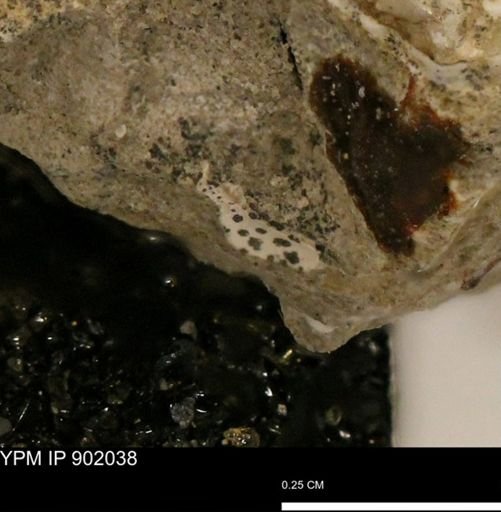 undet. Mollusca