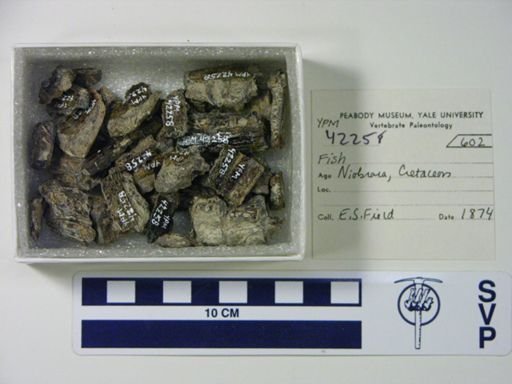 undet. Actinopterygii