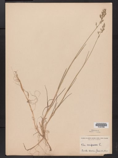 Poa compressa