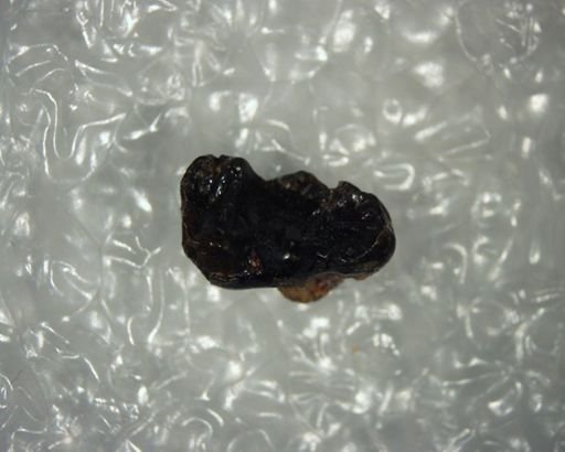Pelycodus sp.