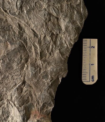 Cladophlebis sp.
