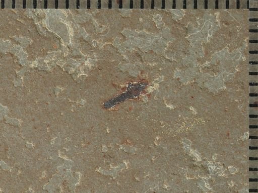 Diptera?