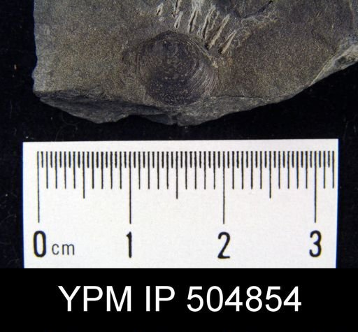Schizobolus sp.