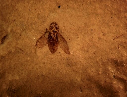 undet. Coleoptera