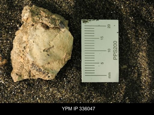 undet. Ammonoidea