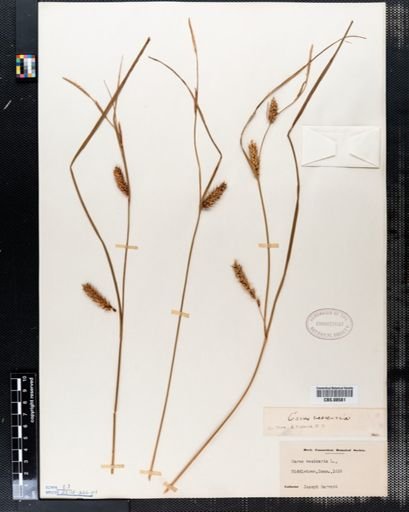 Carex vesicaria