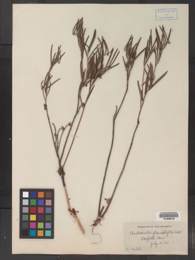 Andromeda glaucophylla