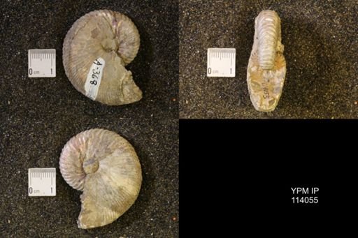Hoploscaphites nicolletii