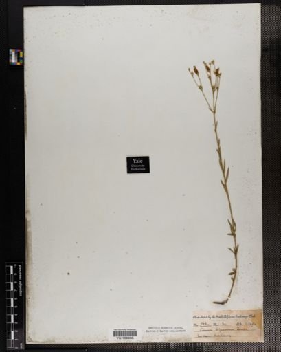 Plantae