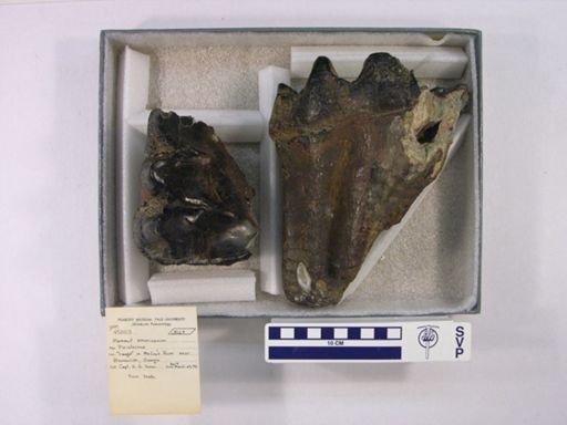 Mammut americanum