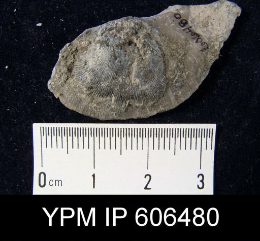 Schizocrania filosa