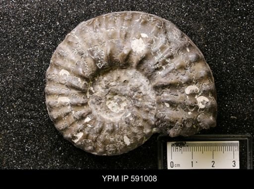 Mortoniceras pachys