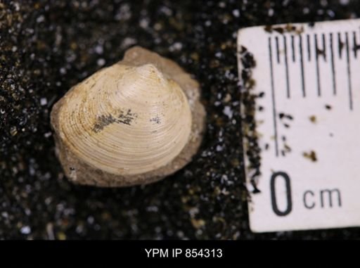 Limopsis striatopunctatus