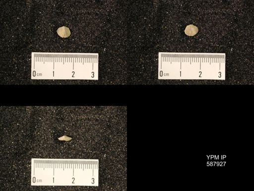 Zygospira modesta
