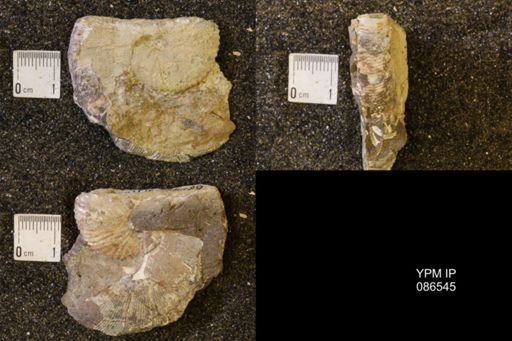 Hoploscaphites birkelundi
