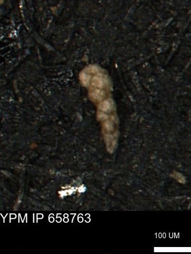 Verneuilinoides kansasensis