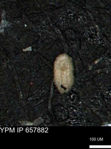 Spirolocammina planula